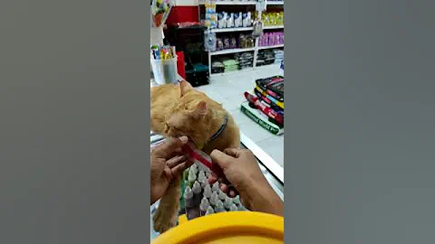 Watch the video about Mengukur panjang kumis kucing #shorts #cat #kucinglucu #kucing #catvideos