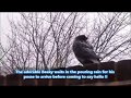 Beaky gets drenched in the rain waiting for his posse to join him