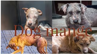 What kills mange on a dog?  13  Home Remedies 🐶🐾 by Gods Creations Daily 61 views 1 year ago 11 minutes, 56 seconds