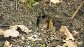 A tiny field mouse eating food outside