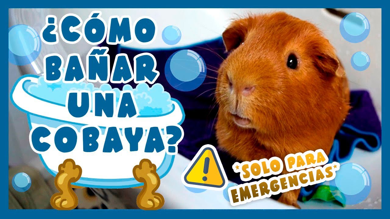 ? ¿CÓMO BAÑAR UN COBAYA / CUYO / CUY ANTE UNA EMERGENCIA? ? *⚠️¡nunca  regular, solo excepcional!⚠️* - YouTube