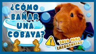 🛀 ¿CÓMO BAÑAR UN COBAYA / CUYO / CUY ANTE UNA EMERGENCIA? 🐹 *⚠️¡nunca regular, solo excepcional!⚠️* screenshot 3