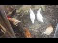 Cuarto dia la gallinas en el Gallinero