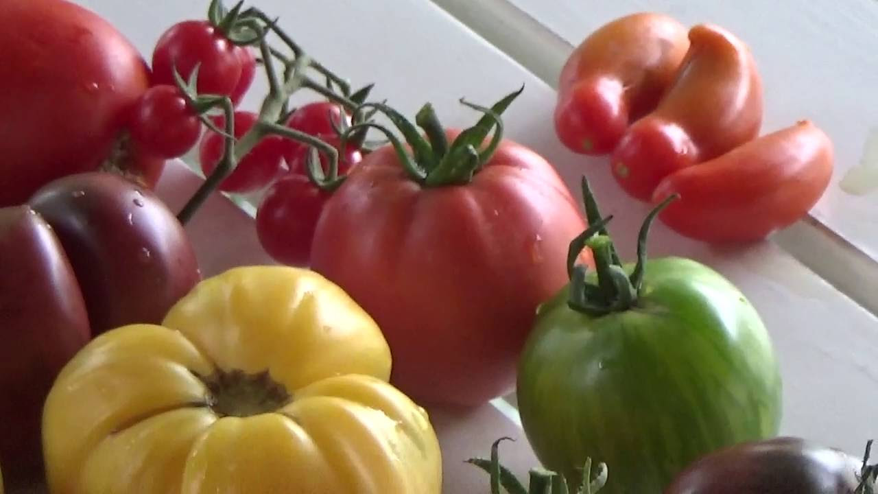 Tomates en couleurs