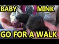 Baby Mink Axel and Saber on a Walk