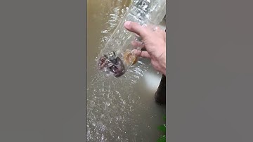 Thăm lợp tự chế bằng chai nhựa, đinh cá bống dừa rồi