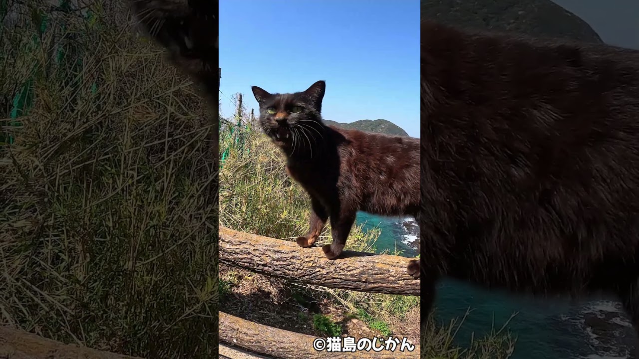 器用に歩く #shorts #猫 #cat #बिल्ली #kedi