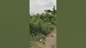 mùa nước về đồng chị gái nhấp ếch quá hay