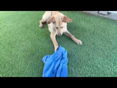 Video: Câine adoptiv al săptămânii - Lionel
