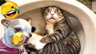 Try Not To Laugh 😋 New Funny Cats And Dogs Video 😺