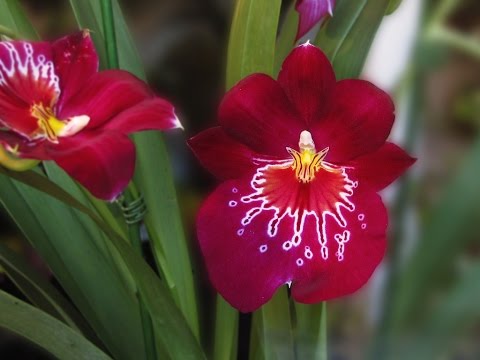 Vídeo sobre replantar Orquídea Miltonia - thptnganamst.edu.vn