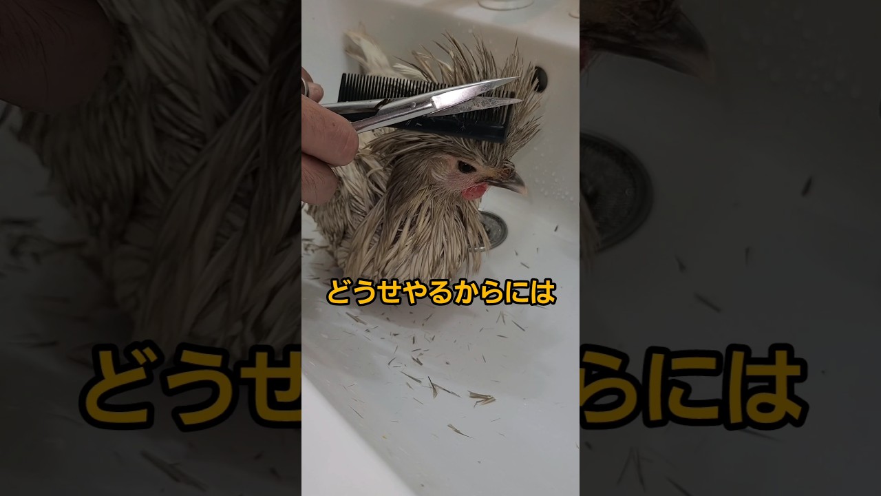 The moment when chicken becomes 