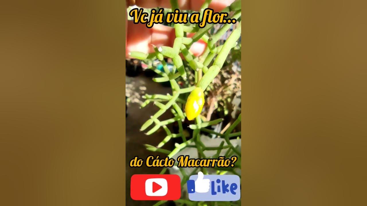 Você conhece a flor do Cácto Macarrão - Rhipsalis baccifera? - thptnganamst.edu.vn