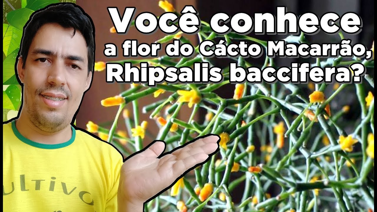 Você conhece a flor do Cácto Macarrão - Rhipsalis baccifera? - thptnganamst.edu.vn