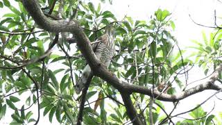 11 Jan 2019 - Crested Goshawk calling