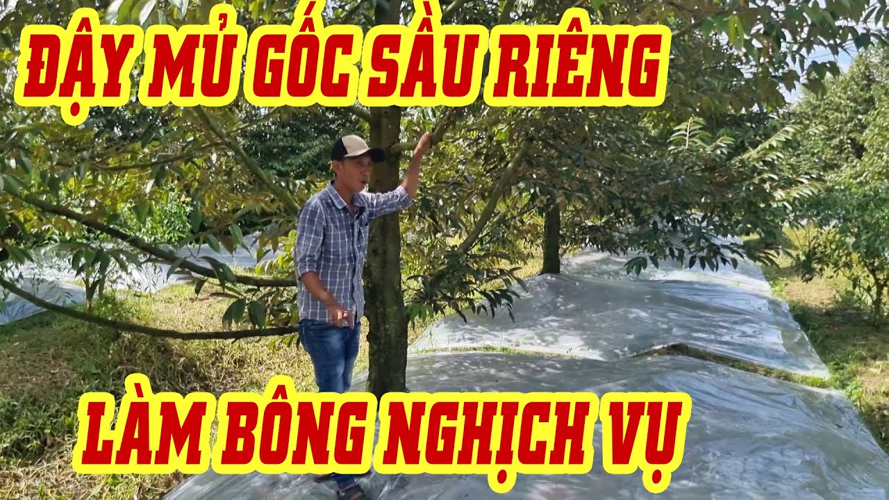 Cách đậy mủ gốc sầu riêng - Xử lý bông nghịch vụ | SIÊU THỊ CÂY GIỐNG WELOFARM