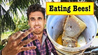 Unbelievable Wild Honey Harvest in Vietnam (Soc Trang) Không thể tin được bắt mật ong rừng