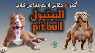 اكثر 10 حقائق عجيبة و ممتعة لا تعرفها عن كلاب البيتبول | Pit Bull Dog | Pitbull