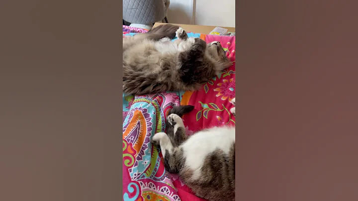 Watch the video about Maine Coon sleeping #cat #mainecoon #kitten #mainecooncat #bigcat #funny #nederlands #sleep #musica