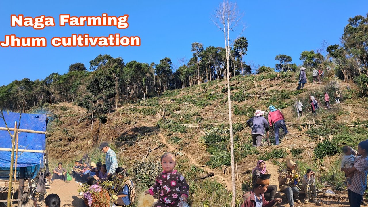 Jhum Cultivation// Life in Northeast Nagaland Farming University 🥰