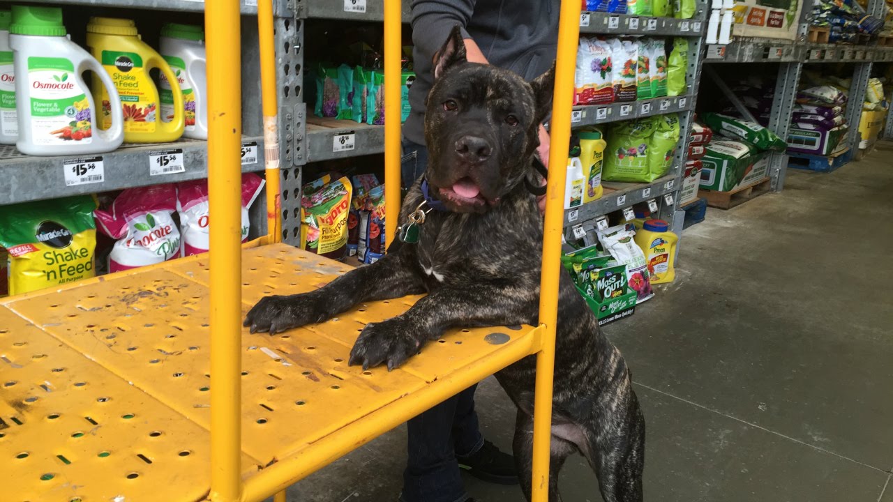 Off Leash Cane Corso Amazing Dog Trainers Atlanta Obedience