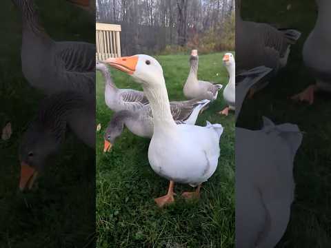 Goose Noises 