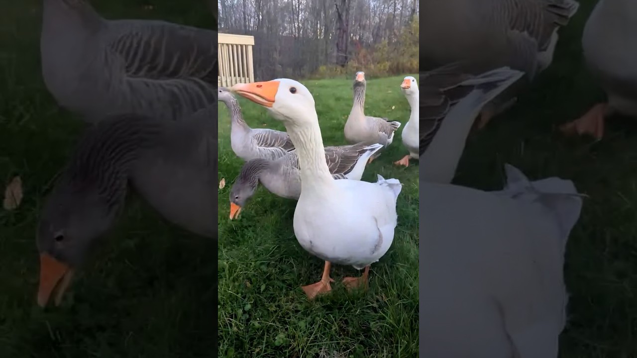 Goose noises!