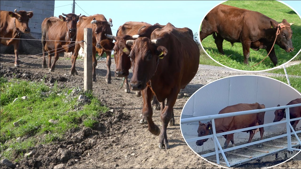 Hodowla Bydła Polskiego Czerwonego u p. Kaim