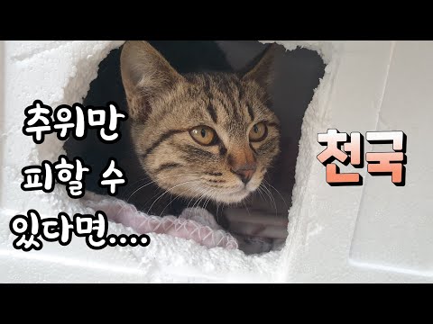 얼랑뚱땅 대충 구멍만 뚷어 지은 집이 좋다고 골골송과 꾹꾹이를 하는 아기 길고양이