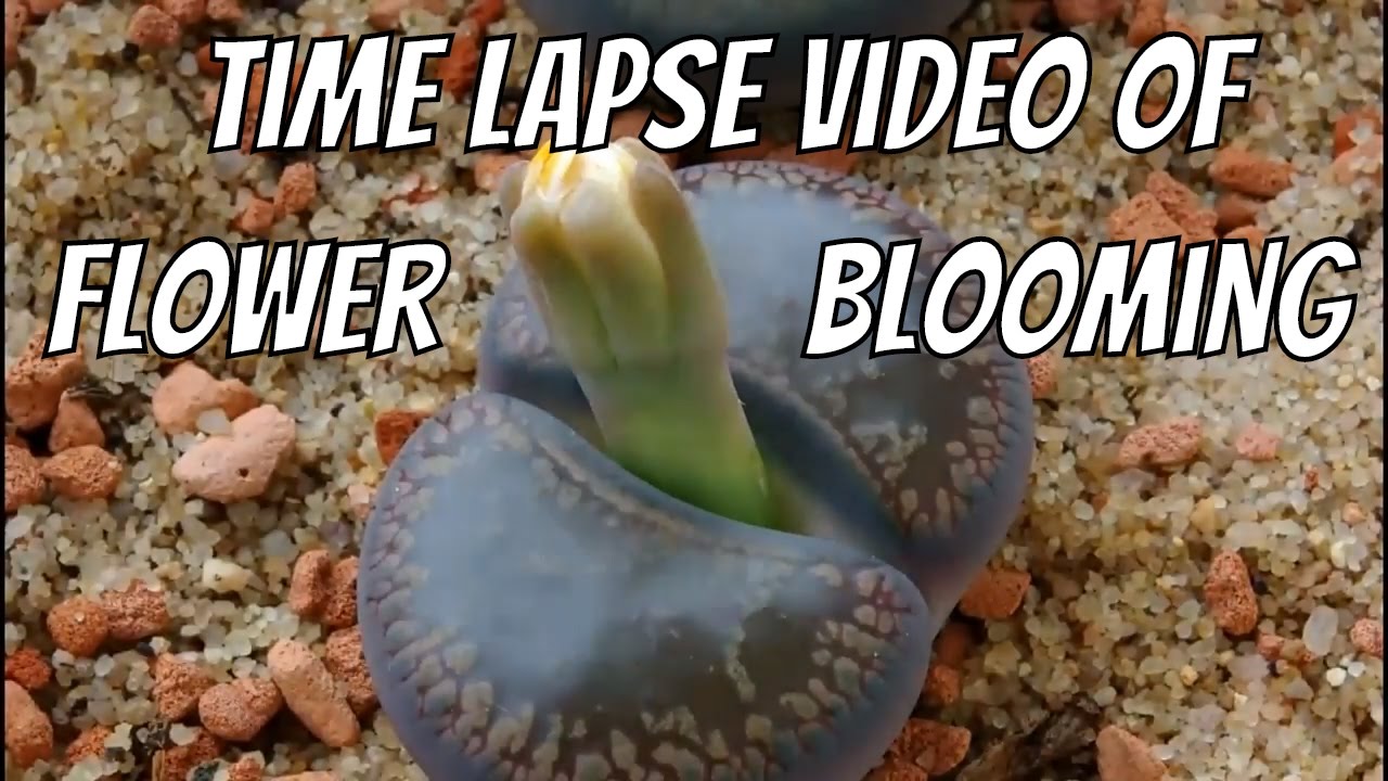 Time Lapse Reveals Stages Of Blooming Flower Best Time Lapse Video