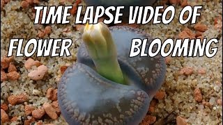 Time Lapse Reveals Stages Of Blooming Flower | Best Time Lapse Video Ever 2017