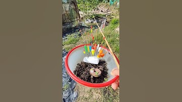 Câu cá rô phi #cauca #fishing #shortvideo