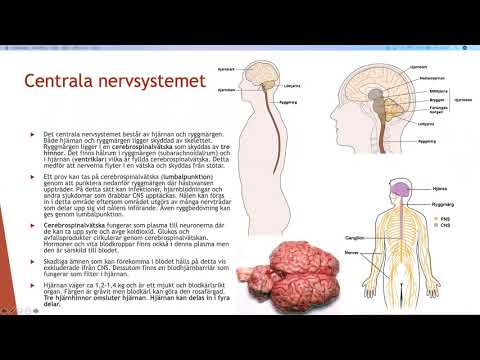 Nervsystemet - Biologi 2 (100 p)