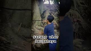 Download Lagu ular piton penunggu kayu tua MP3