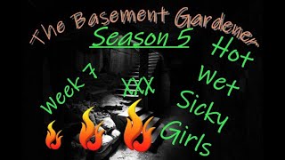 Season 5 Week 7 - Sticky Wet Xxx Bud Porn