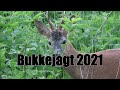 Bukkejagt 2021 Del 1 I Roebuckhunting 2021
