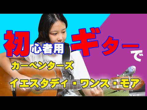 良い音のギター選び！　みーちゃんに聞いたら、いい感じで小鳥と演奏してくれた。ヒント・・・練習あるのみ(;^_^A Carpenters Yesterday Once More Solo Guitar