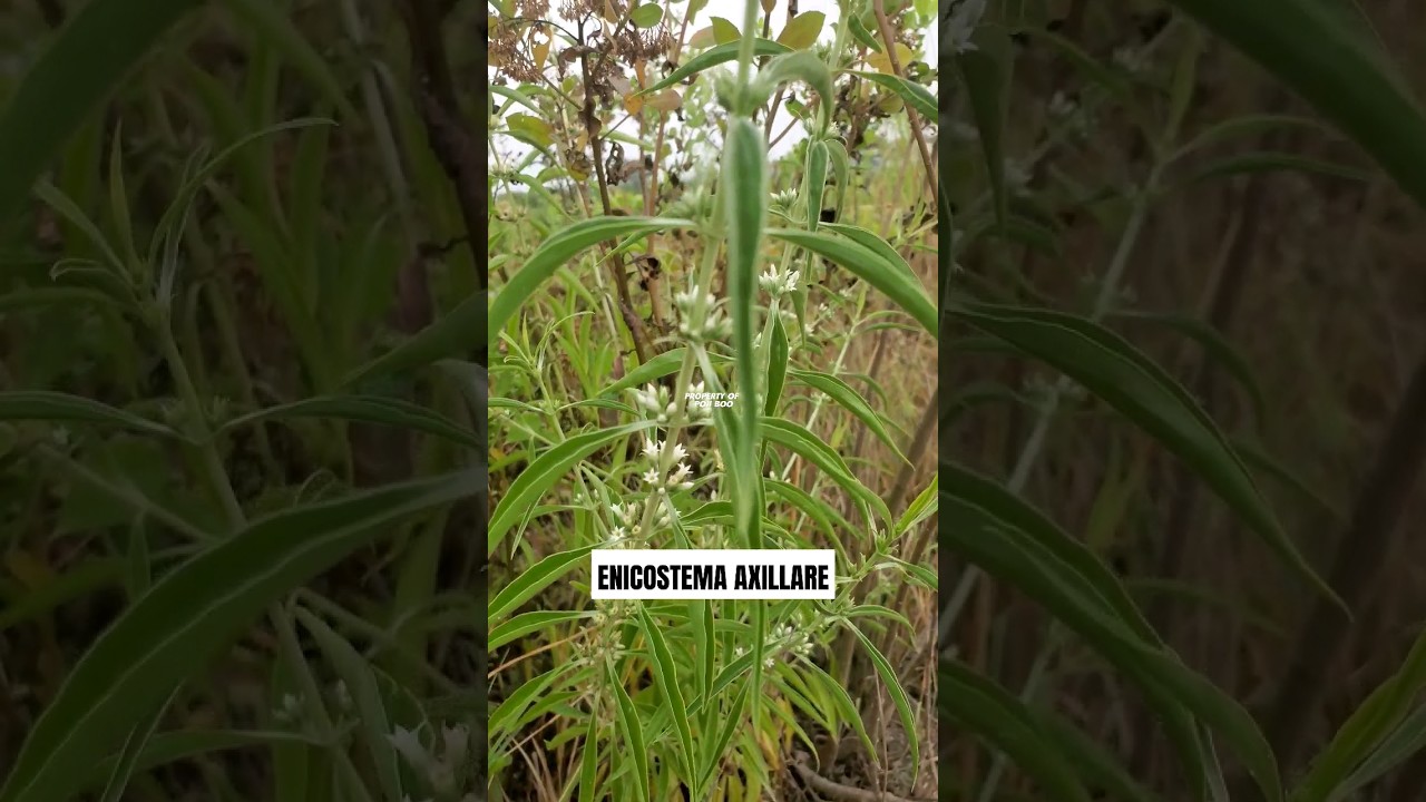 Enicostema axillare | Enicostema verticillatum 