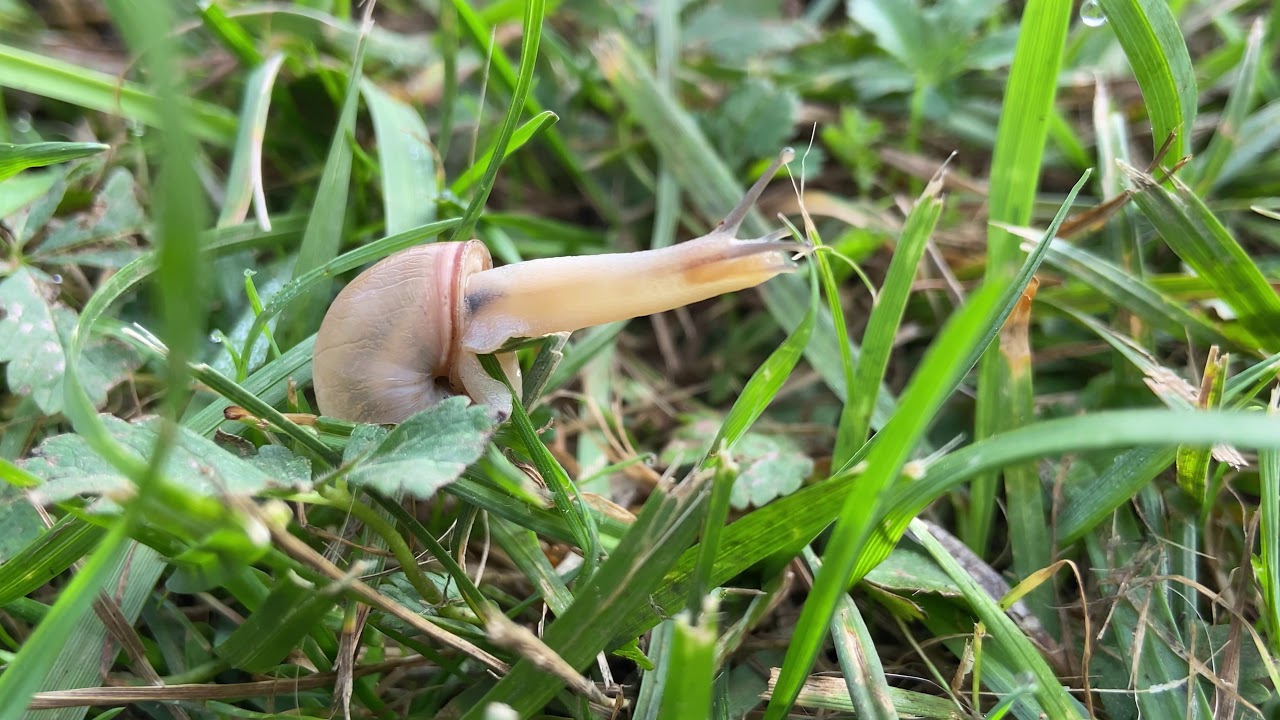 Schnecken sind so cool :-)