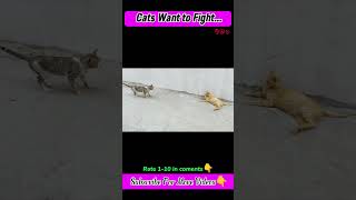 Tiger Cats Want to Fight Each other | Cat tik tok | #shorts