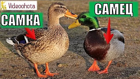 Как отличить самца от самки кряквы? Videoohota