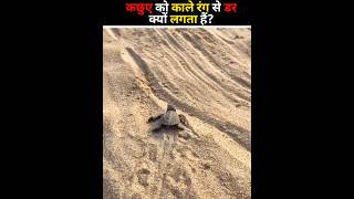 Why Tortoise Hates Black Colour 😲😲 #viral #shorts