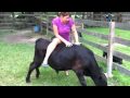 Training the bull for riding