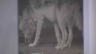 シンリンオオカミの赤ちゃん 生後20日目