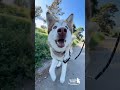 Adopt or Foster Odin!