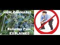 How does cannabis relieve pain explained part 1