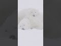 International Polar Bear Day 📸: Polar Bears International