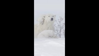International Polar Bear Day 📸: Polar Bears International