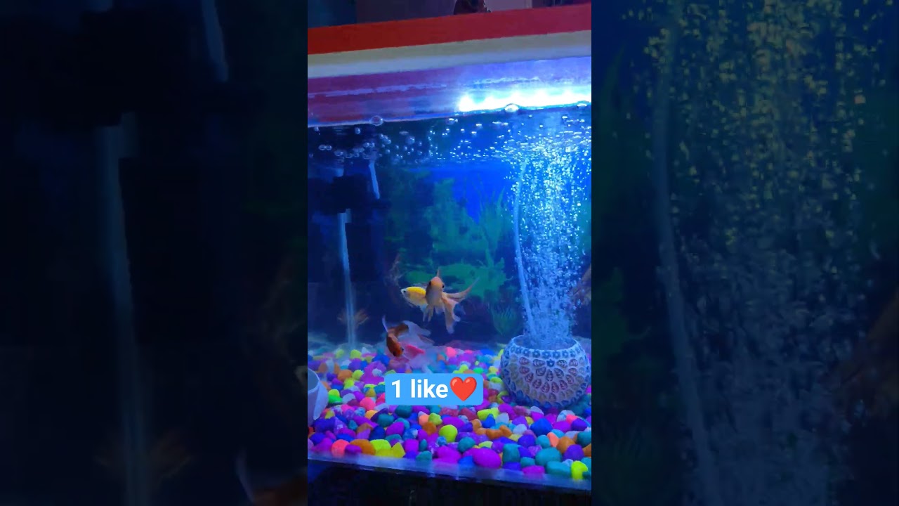 goldfish Angel fish tank mates ❤️// 