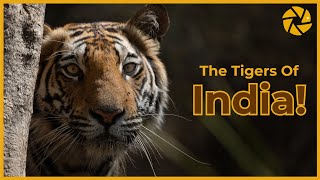 India Tiger Safari Guide for Photographers screenshot 5